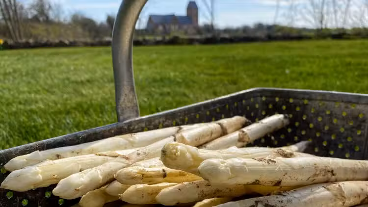 Föhrer Spargel – Volkertshof