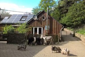 Funny-Farm