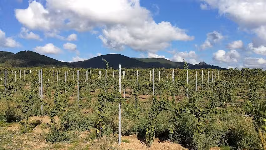 G&auml;stehaus Stephanie