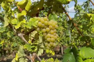 G&auml;stehaus Weingut Elfriede Fuhrmann