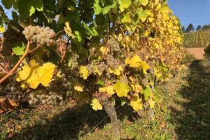 Gästehaus & Weingut JJ & C Lehmen