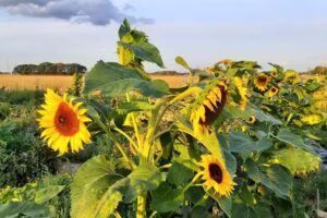 Heinenhof – Eigenes Feld