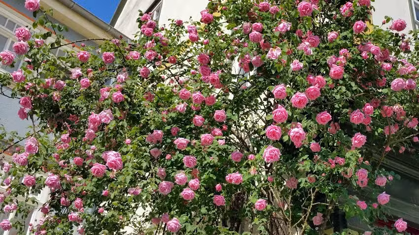 Herzogs Ferienwohnungen