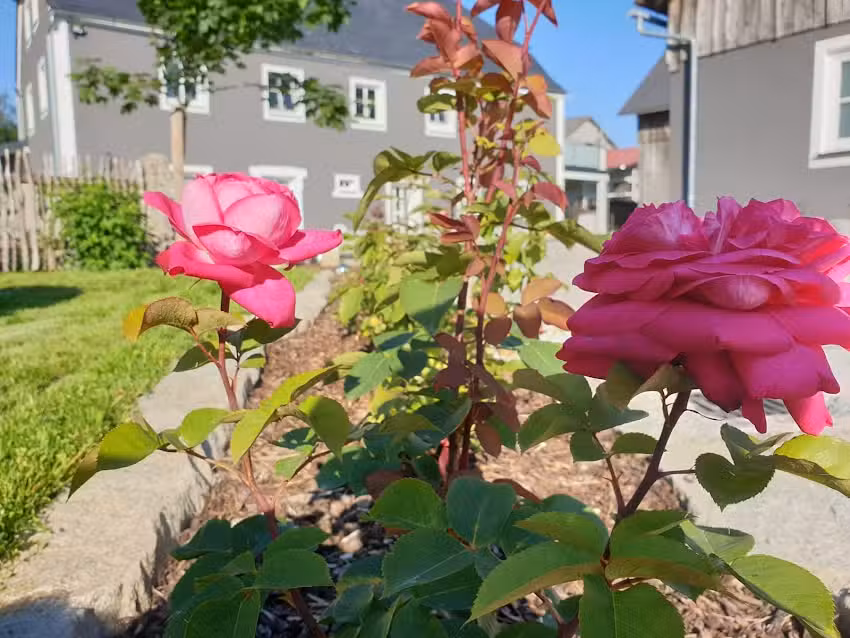 Hof-Rosenzauber