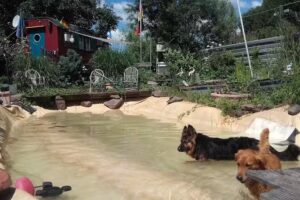 Hundehotel RUDELPARADIES