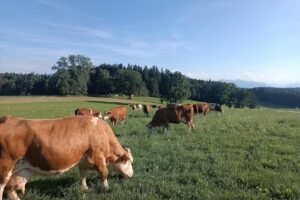 Ignazbauer