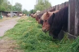 Islandpferdehof Zur Sommerweide