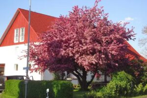 Islandpferdereitschule Bach&auml;ckerhof &ndash; Sonja Waggershauser