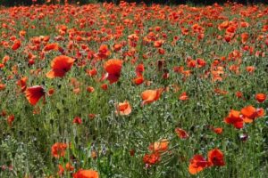 Kreienhof – Birgit Mara Pfaff