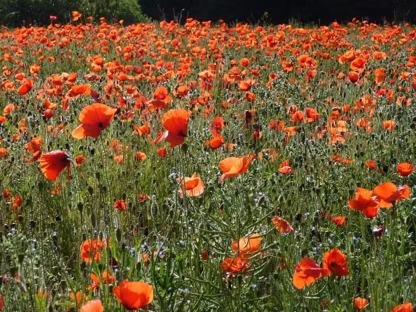 Kreienhof &ndash; Birgit Mara Pfaff