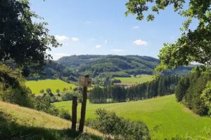 Lausebuche