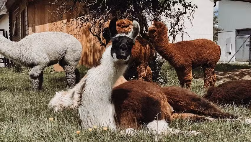 Lebenshof Alpakas