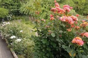 Mosel Ferienwohnungen Pfalz