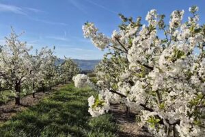 Obstbau Amann Thomas