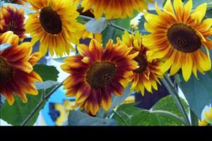 Pension Haus Sonnenblume