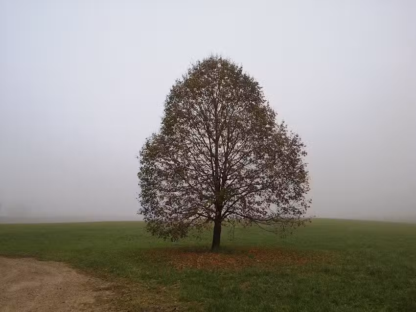 Pension Wieser