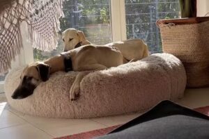 Pfotenwohl Hundehotel