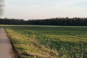 Phidia Ranch
