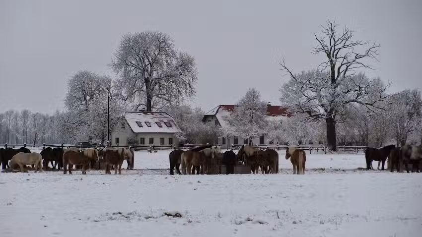 Ponyhof Neuholland Kinderferien GmbH