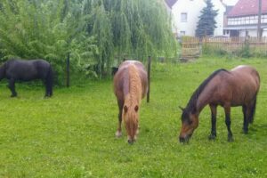 Ponyhof und Ferienwohnungen Nicolaus