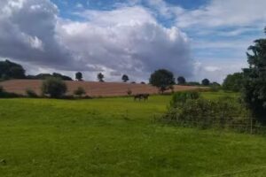 Reetdach