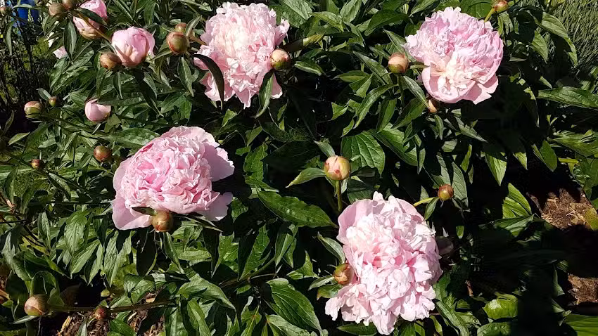 Rose&rsquo;s in Freigericht-Bernbach