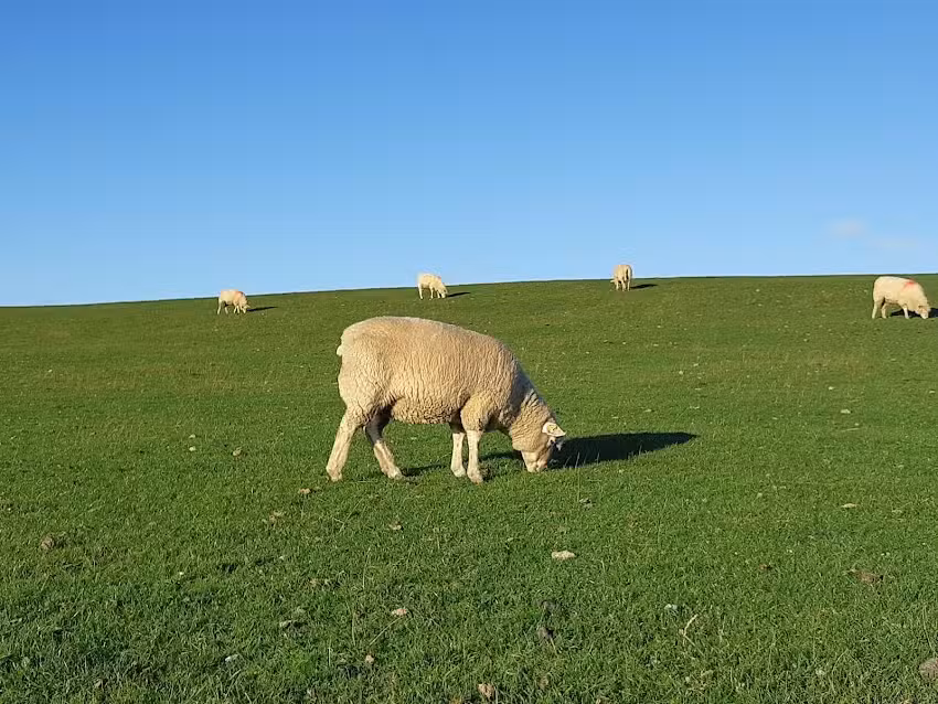 Sch&auml;ferkate S&uuml;derdiek