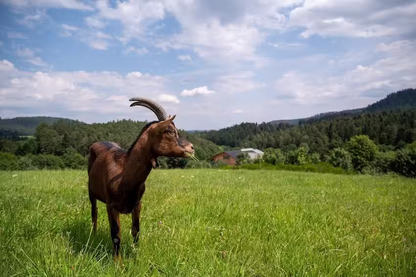 Schwarzw&auml;lder Geisserie