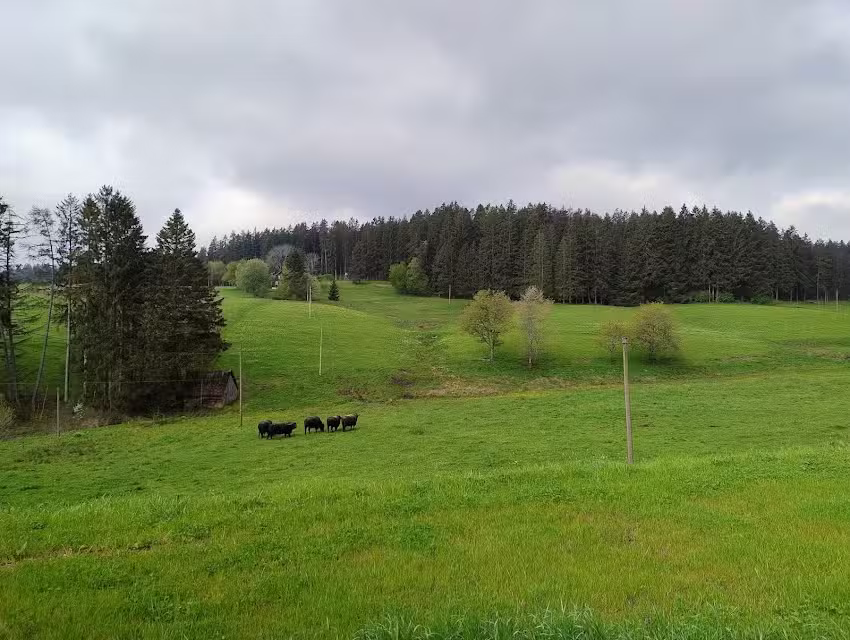 Schwarzwaldhof Susanna