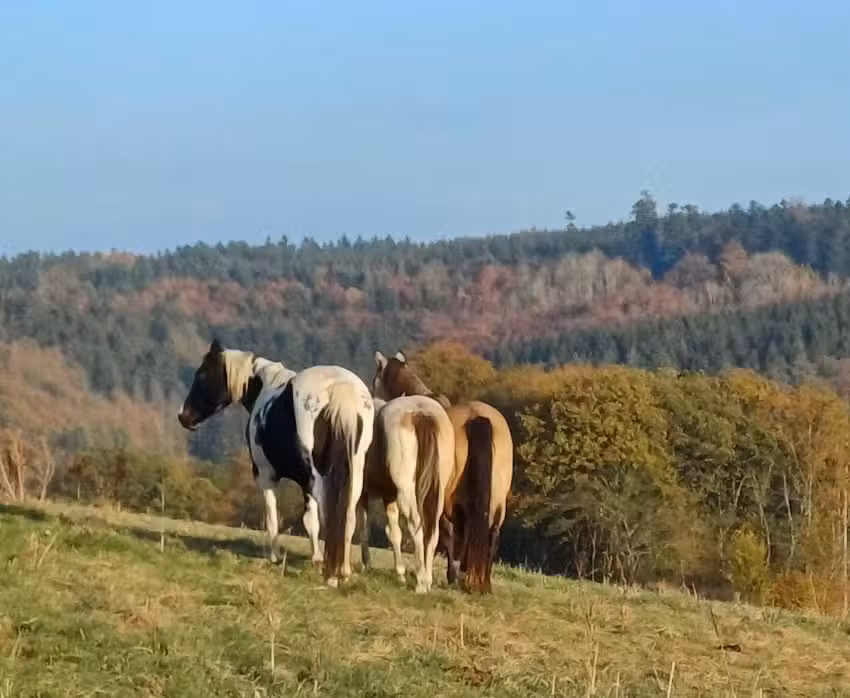 Senscheider Paint Horse Ranch