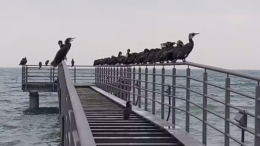 Strandhaus Bello Cane