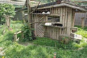 Tierheim Horka