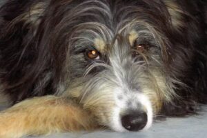 Tierpension Tanja Hottenbacher