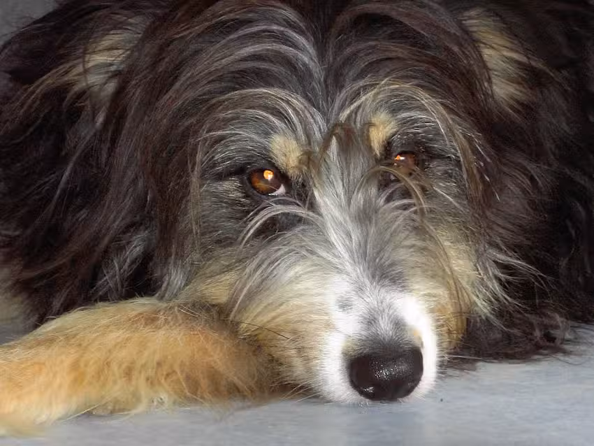 Tierpension Tanja Hottenbacher