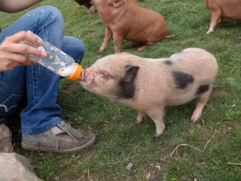 Tierresort Weidenhof