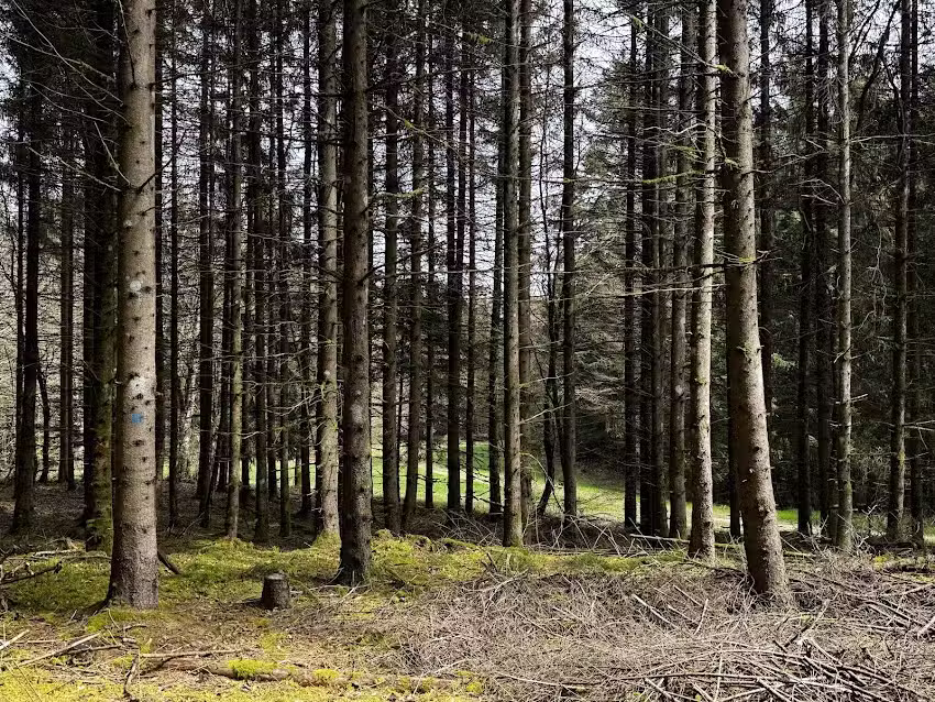 &Uuml;hlingen-Birkendorf