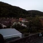 Waldblick