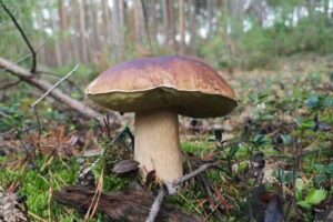 Waldgarten