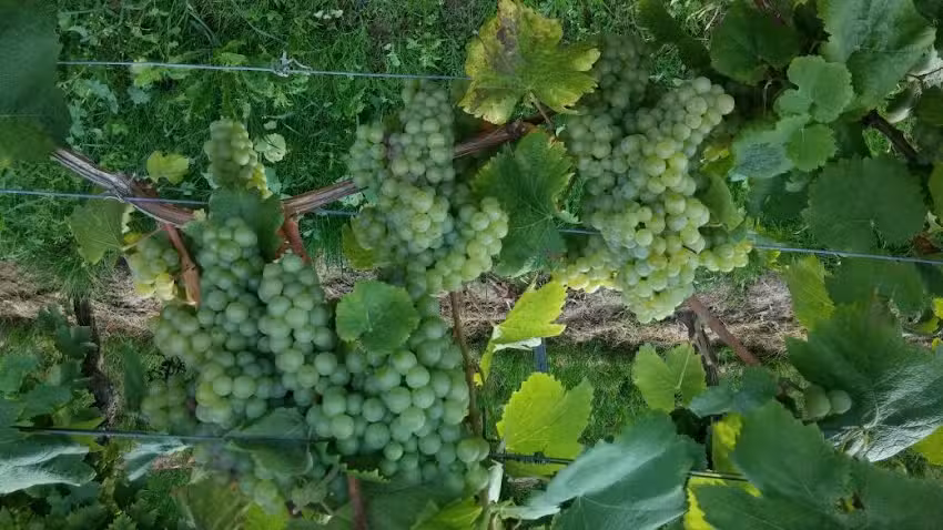 Weingut Berkes