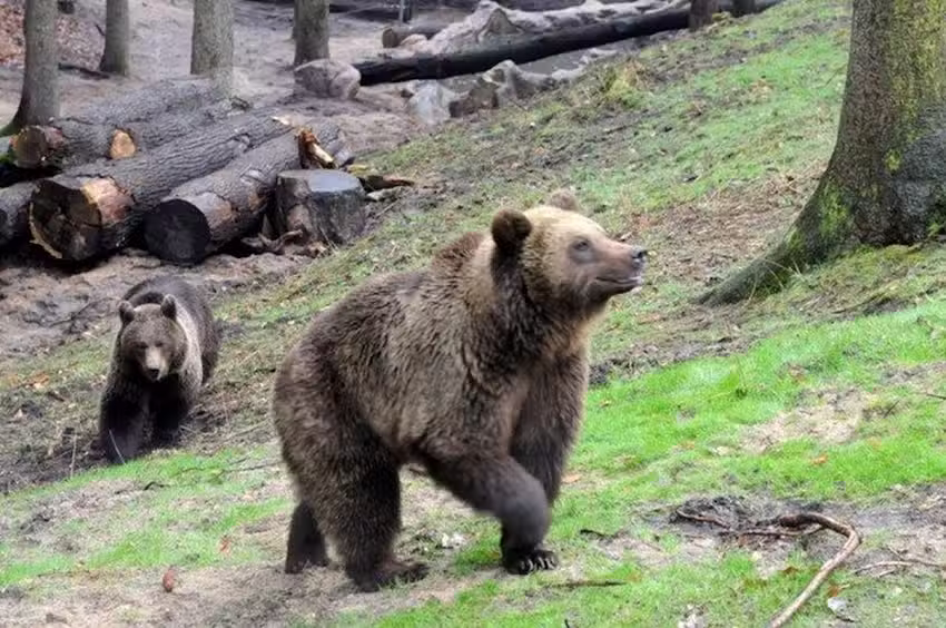 Wildpark Schwarze Berge