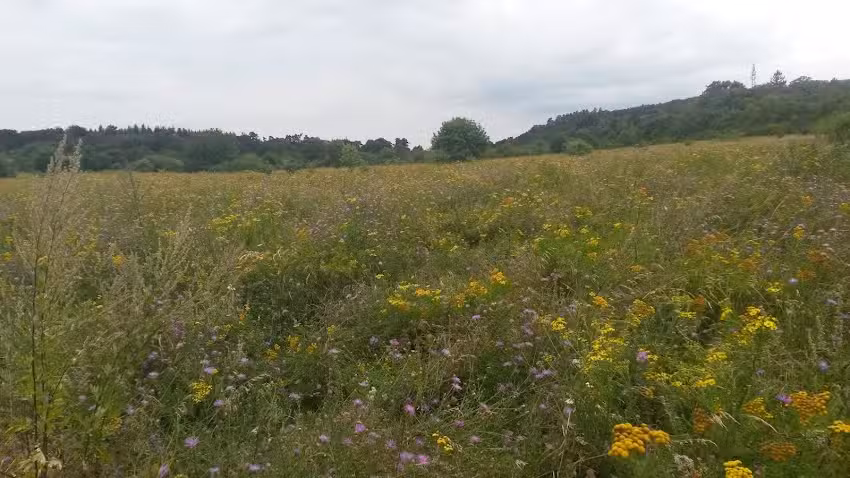 Wohnen am Kuhberg
